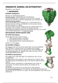 Samenvatting Anatomie 2: onderste lidmaat en bekken