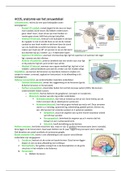 HCO5, appendix: anatomie