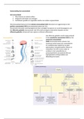 Samenvatting anatomie, fysiologie & pathologie van het zenuwstelsel