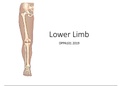 lower limb xray notes