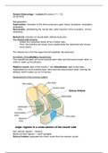 Human Embryology – Lecture 6