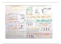 Photosynthesis Experiments Mind map