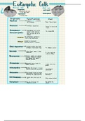 Eukaryotic Cells 