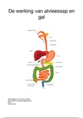 biologie verslag vertering