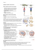 Structure of the Nervous System