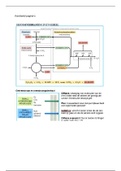 Korte samenvatting Ademhaling en Circulatie