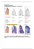 Korte samenvatting - Parodontologie