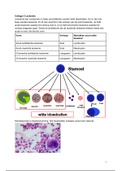 Bloed: Functies en Ziekten College 5
