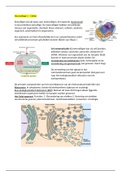 Samenvatting Orale Celbiologie