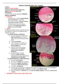 resumen sistema tegumentario practica