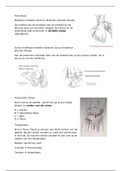 Samenvatting K1 fysiotherapie