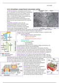 H12, intracellulaire compartimenten en eiwitsortering