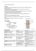 Anatomie module I: lichaamsvlakken, plaatsaanduidingen, skelet, spieren (origo/insertie), knie, elleboog, pols, hand, buikwand, lieskanaal en appendix 