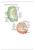 Biologie 5e jaar ASO Biogenie 5.2 thema 1: Functionele morfologie van de cel tekeningen
