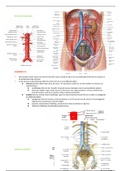vascularisatie romp-bekken-extremiteiten