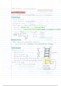 Exam 4 - DNA (Structure, transcription, and translation)