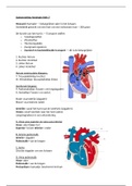 Samenvatting fysiologie blok 3