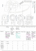 A-level AS Biology Chapter 9 Gas Exchange and Smoking summary