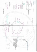 A-level A2 Biology Chapte 12 Respiration Glycolysis Link Reaction Krebs cycle summary 