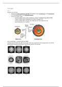 Samenvatting Immunologie & Virologie 2020