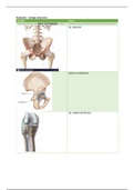 Anatomie Blok B BOKS-en jaar 1 t/m MSA jaar 2 Overige structuren