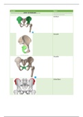 Anatomie Blok B MSA 