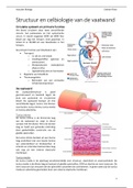 Structuur en celbiologie van de vaatwand