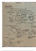 Red Blood Cell Study Guide