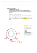 Metabolism - TCA Cycle Amphibolic and Anaplerosis