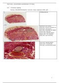 Practicum Gastro