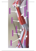 Exam#3_Muscles of Lower Leg