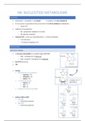 H8 nucleotide  metabolisme