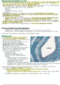 Histology of the Ear and Vestibulocochlear Apparatus 