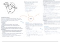 Social Work Jaar 2 Cursus 4 Psychiatrie H13 en 14 SAMENVATTING/MINDMAP