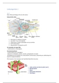 Samenvatting Celbiologie Course BM5 BML