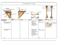 Anatomie van de schoudergordel