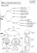 Basic Neuroanatomy - Handwritten