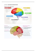 LECTURE 2: Functionele neuroanatomie