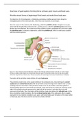 H3 Third week- becoming trilaminar and establishing body axes