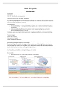 Hoorcollege/samenvatting H8 - Functionele neuroanatomie