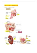 BIO 256-Lab practicum study guide