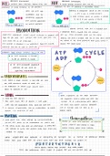 Chemical Energy, ATP & ADP APBio/Bio Notes