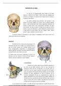 Anatomia cara