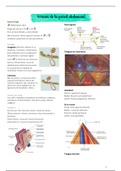 Hernias Inguinales 