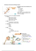 CLASE 2: Miembro Superior I Anatomía de Superficie. Osteologia y Artrologia del Miembro Superior 