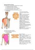 CLASE 3: Miembro Superior II: Miología: Región del Hombro. Región Axilar (Contenido y Continente). Región del Brazo y Codo. Triángulos: Omohumeral, Omotricipital y Humerotricipital, Cuadrilátero Humerotricipital