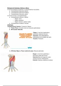 CLASE 4: Miembro Superior III: Miología; Región del Antebrazo. Muñeca y Mano. 