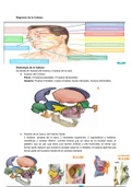 CLASE 8: Cabeza I: Anatomía de superficie. Osteologia y Artrología de la Cabeza. Puntos Craneométricos. 