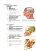 CLASE 9: Cabeza II: Músculos Epicraneanos. Músculos Masticadores y Músculos de la Mímica. Fosa Temporal, Zigomática y Pterigomaxilar: Limites y Contenido.