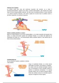 CLASE 11: Cabeza IV: Vascularización e Inervación. Sistema Nervioso I: Generalidades. Meninges. 